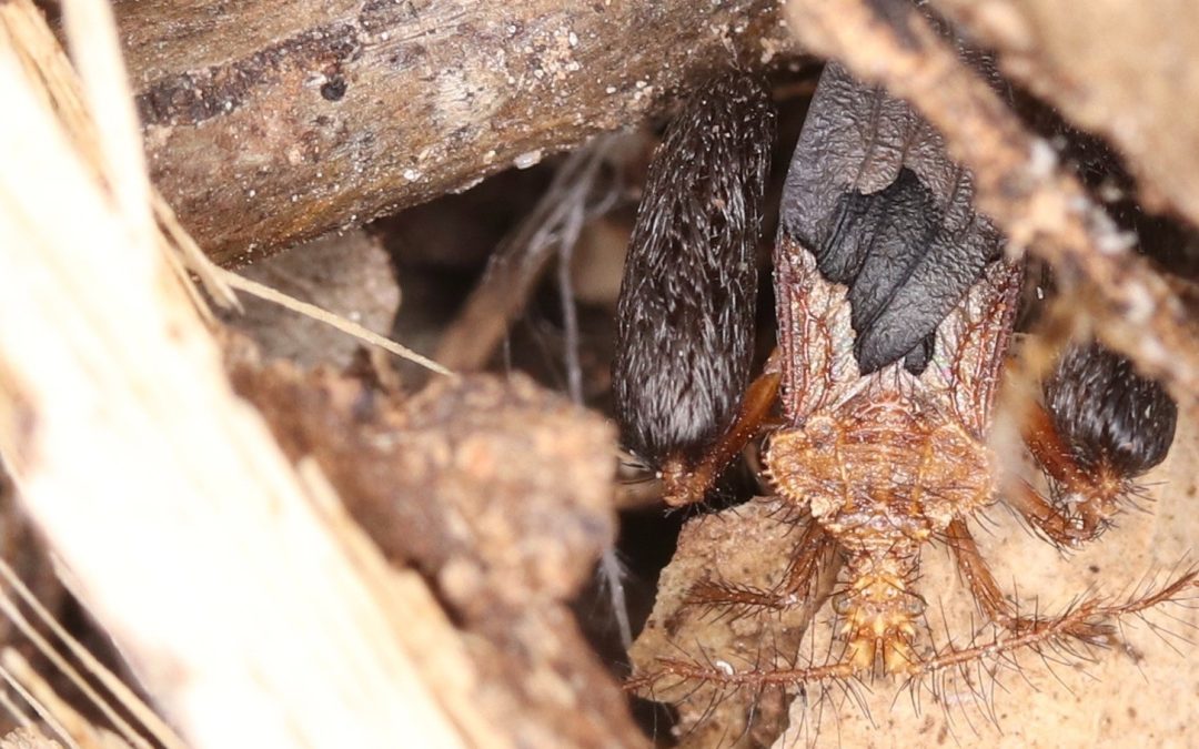 Hidden in leaf litter: New assassin bug named for Larrakia people