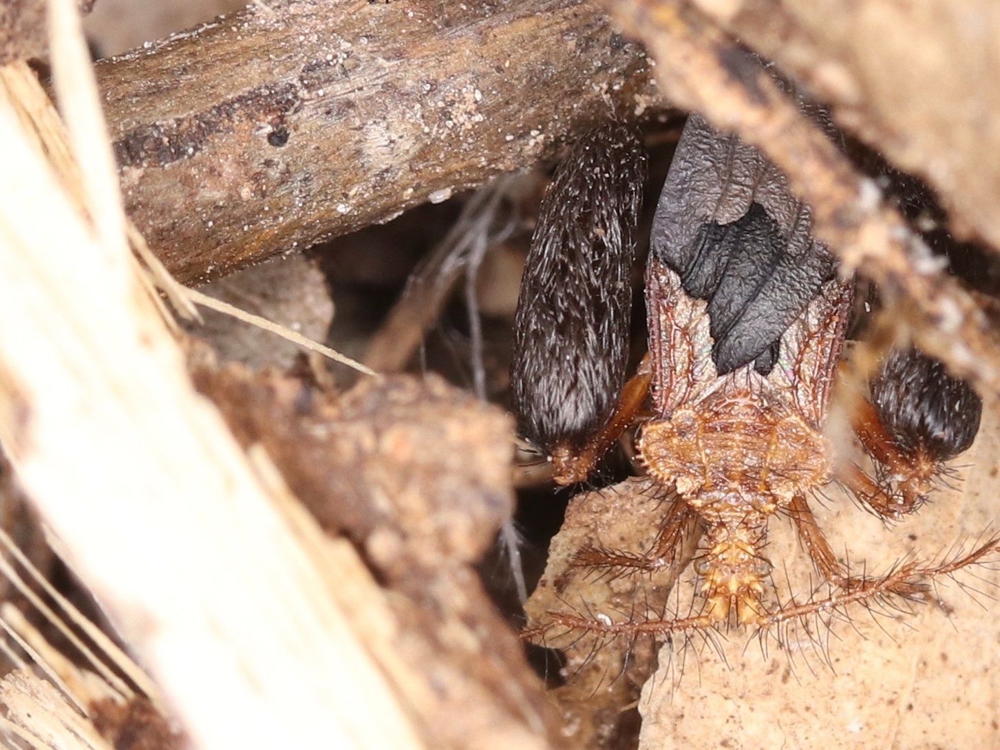 bug PIC Cropped