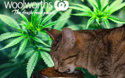 Kids’ cat food theft ring swapped kitty snacks for Scooby snacks, police say