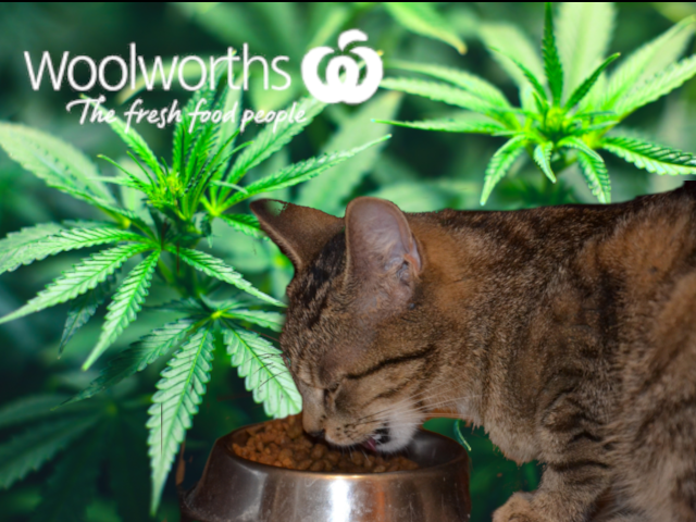 Kids’ cat food theft ring swapped kitty snacks for Scooby snacks, police say