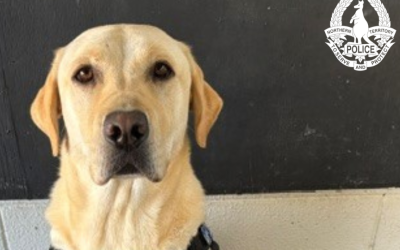 Drug-sniffing dog finds meth and knives on bus passenger: Police