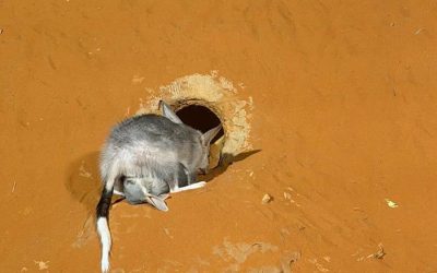 More bilbies born in Alice Springs Desert Park