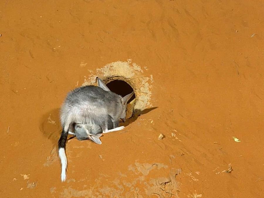 More bilbies born in Alice Springs Desert Park