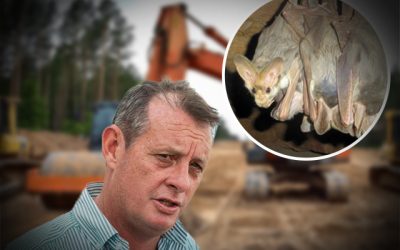 Clearing approval granted after company dismissed threatened species survey advice