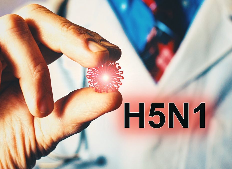 ‘It’s definitely going to happen’: NT prepares for H5N1 bird flu