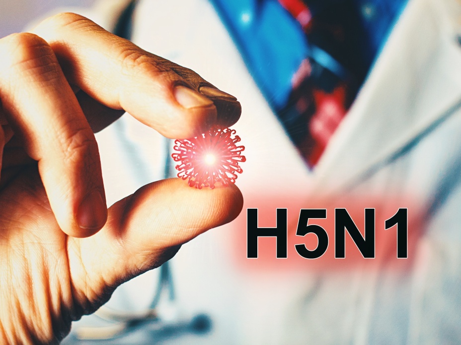 H5N1 avian virus Cropped