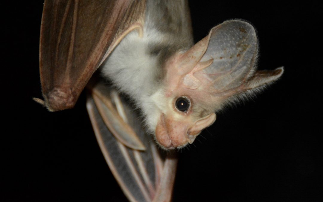 Ghost bats found at Bullo River Station