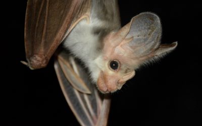 Ghost bats found at Bullo River Station
