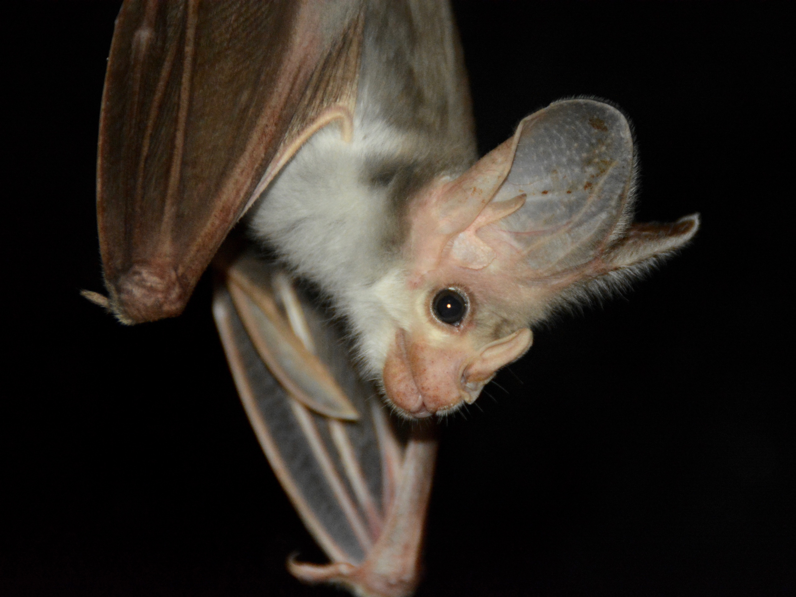 2. Ghost Bat. © Nicola Hanrahan-Australian Wildlife Conservancy Cropped