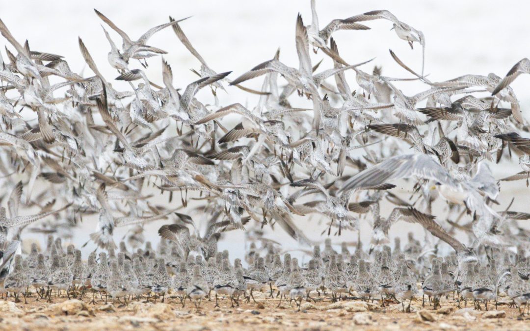 Migratory shorebirds celebrated at festival