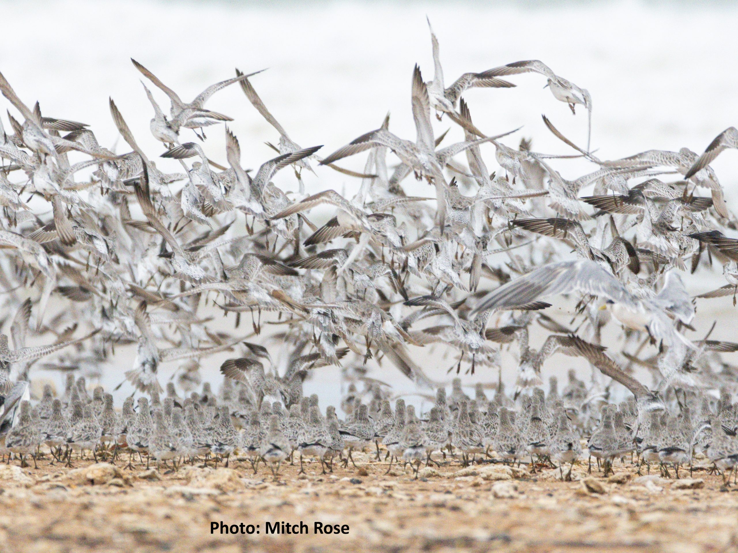 Shorebirds Mitche Rose