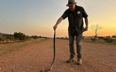 NT campsites ranked for highest risk of venomous snake encounters
