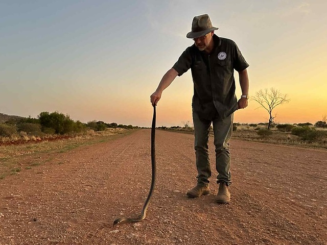 NT campsites ranked for highest risk of venomous snake encounters